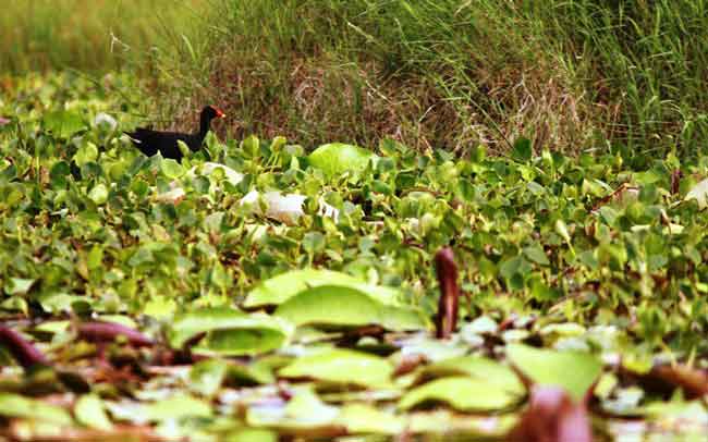 Burung Maleo