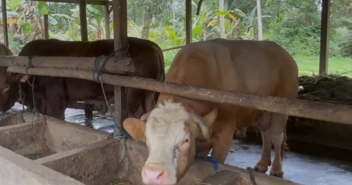 Sultra Terima 18 Ekor Sapi Kurban dari Presiden Prabowo, Salah Satunya Bobot Capai 1 Ton