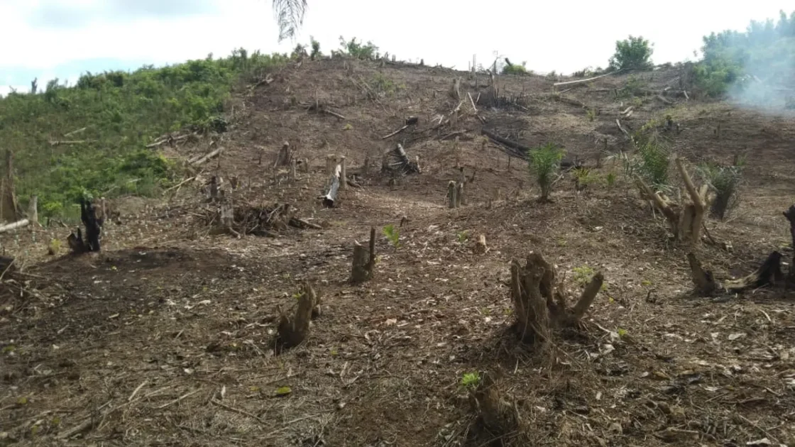 Lahan terbuka di Taman Nasional Rawa Aopa Watumohai Konawe Selatan yang diduga terdampak perluasan perkebunan sawit