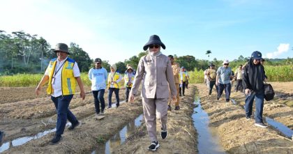 Pemkot Kendari Percepat Optimalisasi Sawah Labibia, Penanaman Padi Ditargetkan Dua Pekan