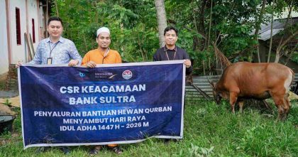 Bank Sultra menyalurkan bantuan sapi kurban melalui program CSR Keagamaan untuk menyambut Idul Adha 2026 di Sulawesi Tenggara.