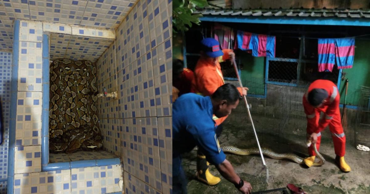 Damkarmat Kendari evakuasi ular piton 4 meter dari bak kamar mandi warga Tipulu