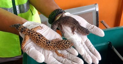 Petugas Karantina Sultra memegang dua ekor gecko saat pemeriksaan kesehatan sebelum pengiriman dari Kendari ke Jakarta.